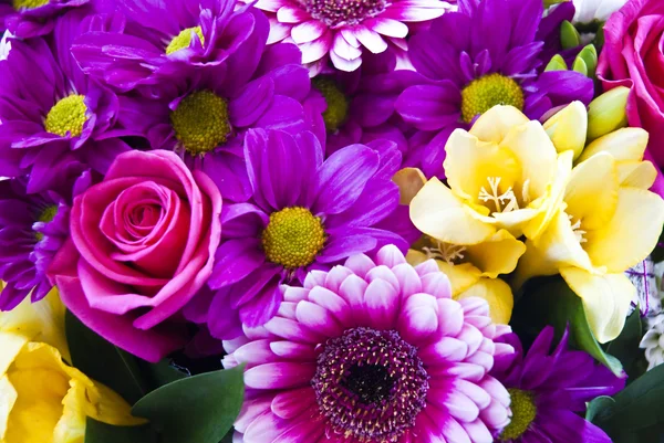 Fundo bonito flor colorida — Fotografia de Stock