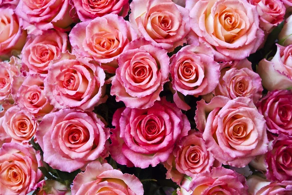 Krásný růžový květ pozadí — Stock fotografie