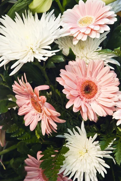 Bellissimo sfondo colorato fiore — Foto Stock
