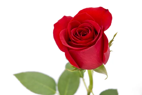 Geïsoleerde rode roos op witte achtergrond — Stockfoto