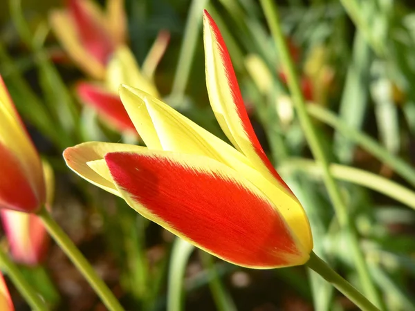 Schöne bunte Blume Hintergrund — Stockfoto