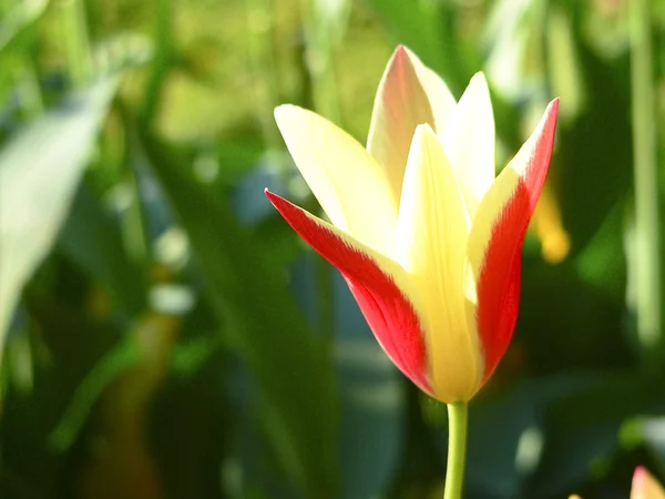 Beautiful colorful flower background — Stock Photo, Image