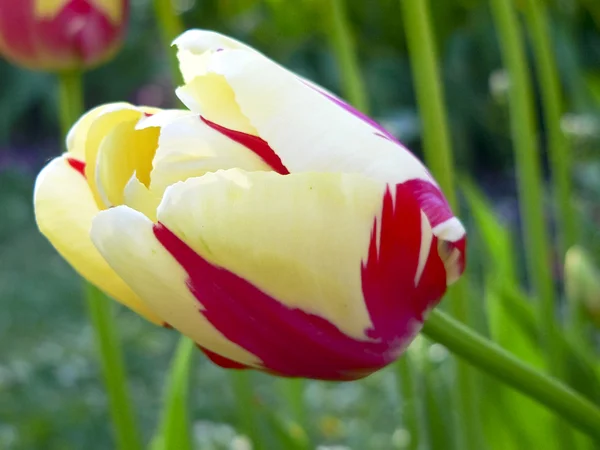 Primer plano hermoso tulipán solo amarillo y rojo en el parque —  Fotos de Stock