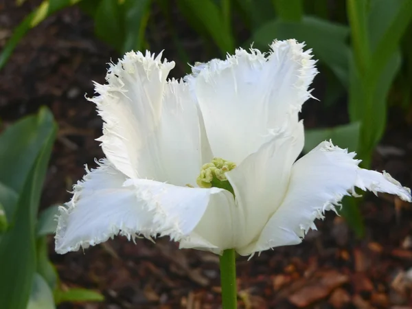 Närbild vackra enda vit tulpan i park — Stockfoto