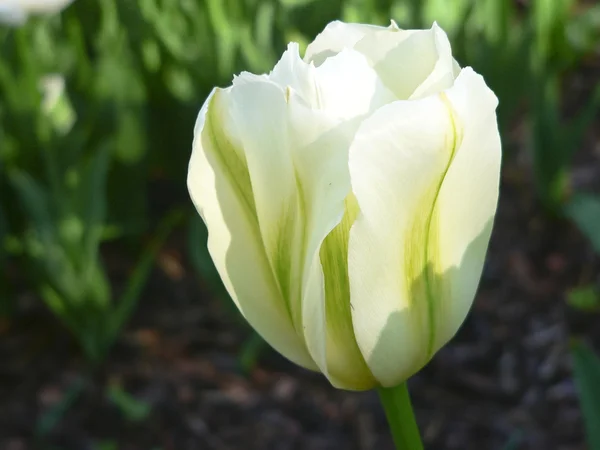 Nahaufnahme schöne einzelne weiße Tulpe im Park — Stockfoto