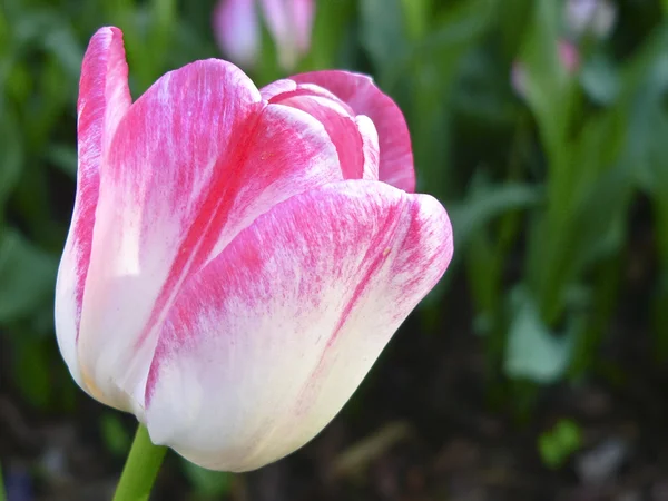 Primer plano hermoso tulipán solo rosa y blanco en el parque —  Fotos de Stock