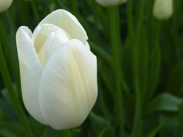 Close up bela única tulipa branca no parque — Fotografia de Stock