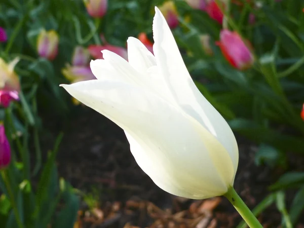 Close up beautiful single white tulip in park — Stock Photo, Image
