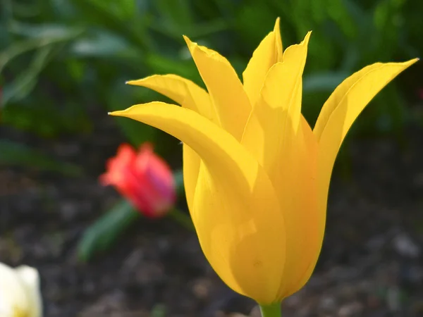 Close up beautiful single yellow and red tulip in park — Stock Photo, Image