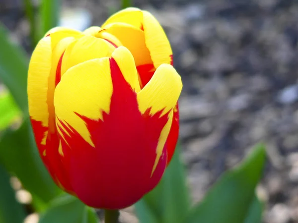 Close up beautiful single yellow and red tulip in park — Stock Photo, Image