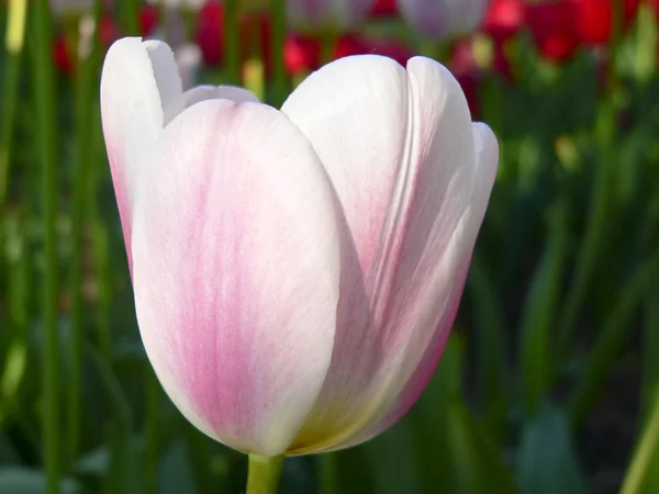 Primer plano hermoso tulipán solo rosa y blanco en el parque —  Fotos de Stock