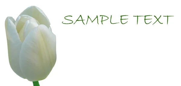 Bílý Tulipán na kartu s prostorem pro váš text. — Stock fotografie