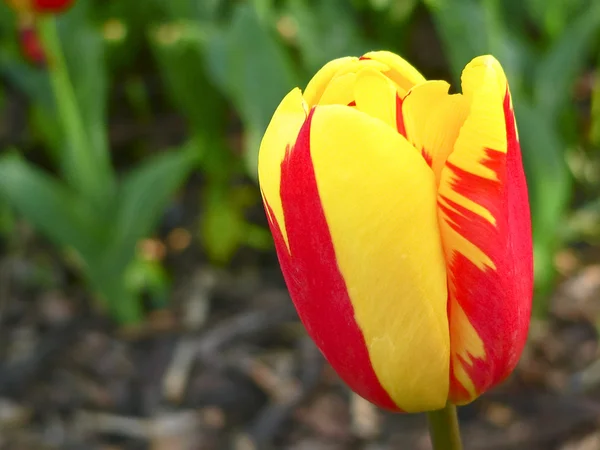 Güzel renkli çiçek arkaplanı — Stok fotoğraf