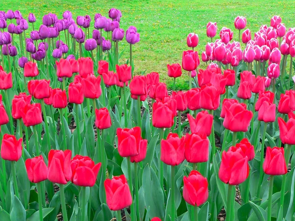 Mooie tulpen in park in het voorjaar van — Stockfoto