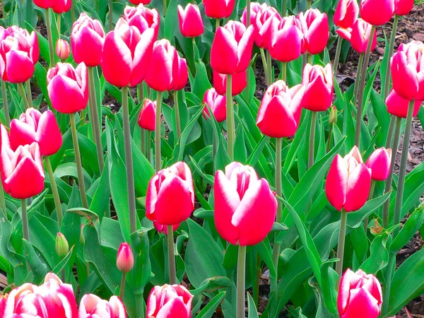 Bei tulipani in parco in primavera — Foto Stock