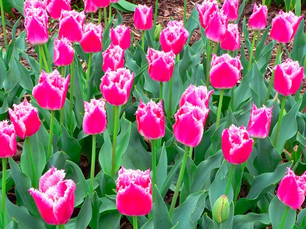 美丽的郁金香公园在春天 — 图库照片