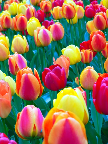 Beautiful tulips in park in spring — Stock Photo, Image