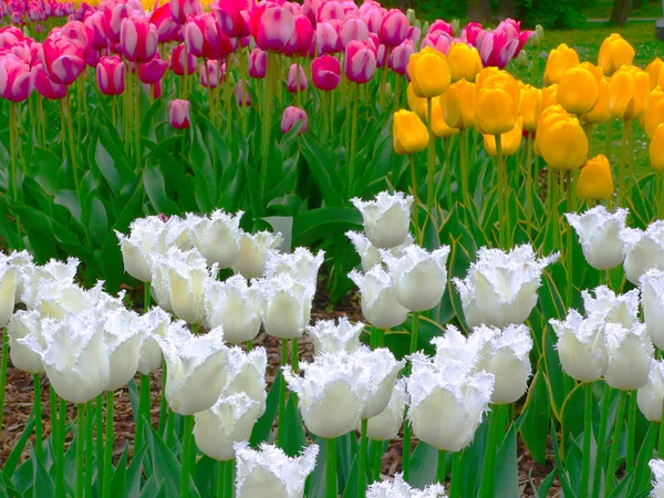 Hermosos tulipanes en el parque en primavera —  Fotos de Stock