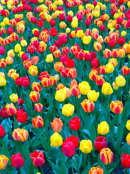 Весной в парке красивые тюльпаны — стоковое фото