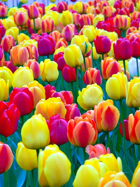 Piękne tulipany w parku na wiosnę — Zdjęcie stockowe