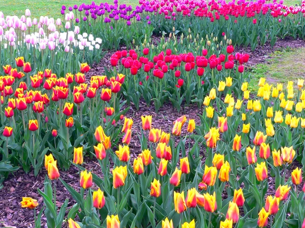 Hermosos tulipanes en el parque en primavera — Foto de Stock