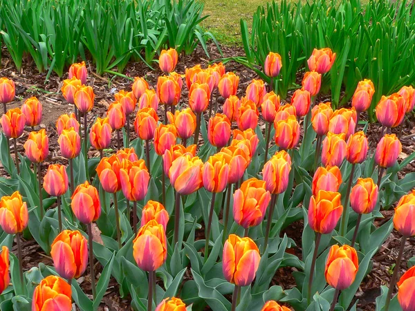 Mooie tulpen in park in het voorjaar van — Stockfoto