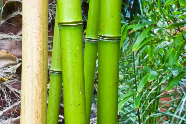 Тропический зеленый бамбук в японских джунглях — стоковое фото