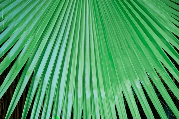 Feuille verte tropicale - fond abstrait — Photo