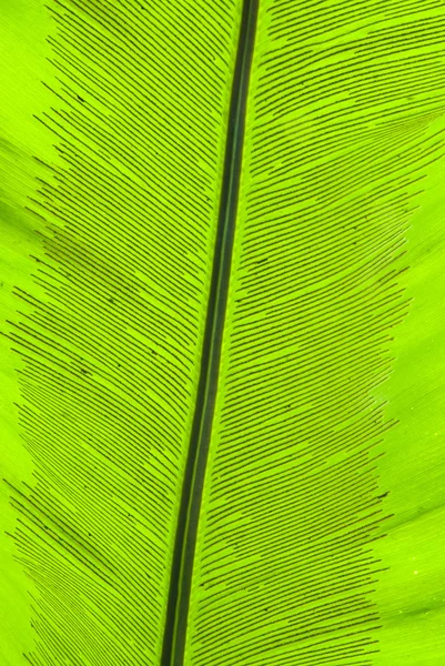 Tropikal yaprak yeşil - arka plan — Stok fotoğraf