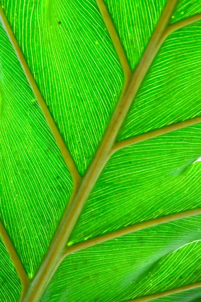 熱帯の緑の葉 - 抽象的な背景 — ストック写真