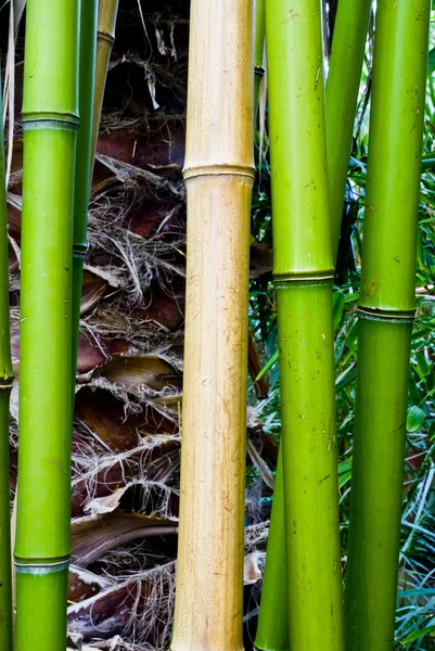Tropical green bamboo in japanese jungle — Stock Photo, Image