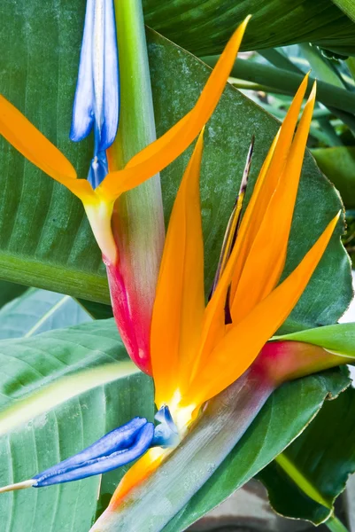 Экзотический цветущий цветок — стоковое фото