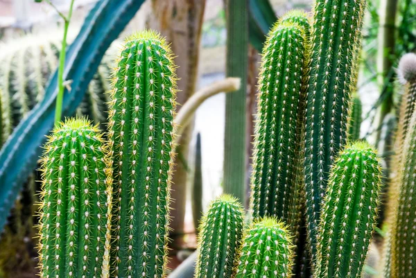 Tropiskt gröna kaktus - kaktusar — Stockfoto
