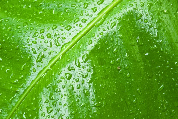 Tropisches grünes Blatt - abstrakter Hintergrund — Stockfoto