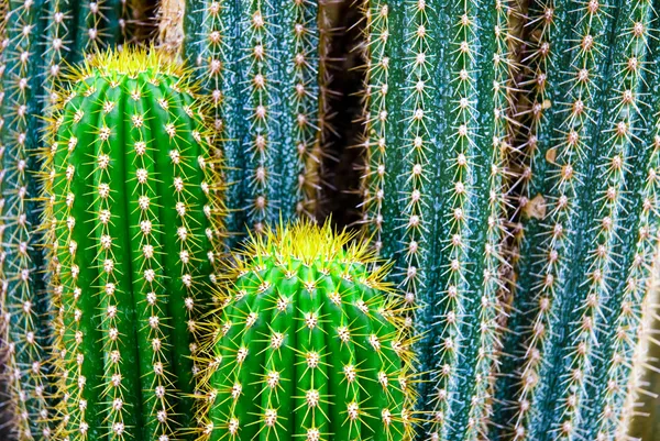 Tropikalny zielony kaktus - kaktusy — Zdjęcie stockowe