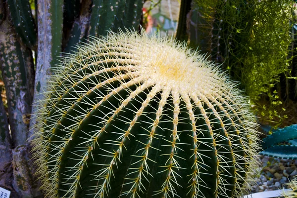 Cactus vert tropical - cactus — Photo