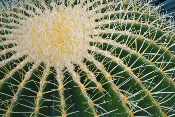 Tropikalny zielony kaktus - kaktusy — Zdjęcie stockowe