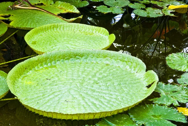Foglia verde tropicale - sfondo astratto — Foto Stock