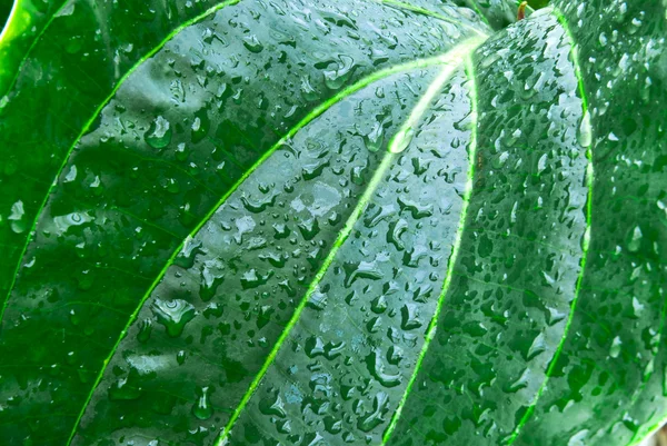 Daun hijau tropis - latar belakang abstrak — Stok Foto