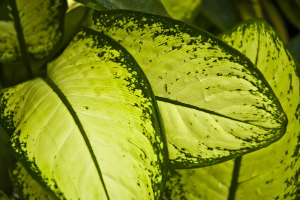 Tropikalny zielony liść - streszczenie — Zdjęcie stockowe