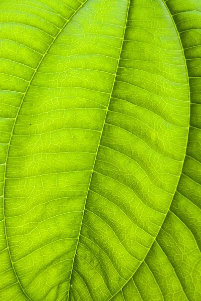 Tropical green leaf - abstract background — Stock Photo, Image