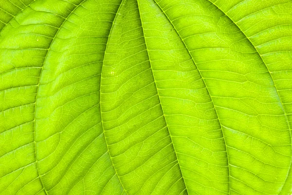 Tropical green leaf - abstract background — Stock Photo, Image