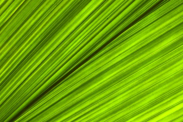 热带绿色叶-抽象背景 — 图库照片