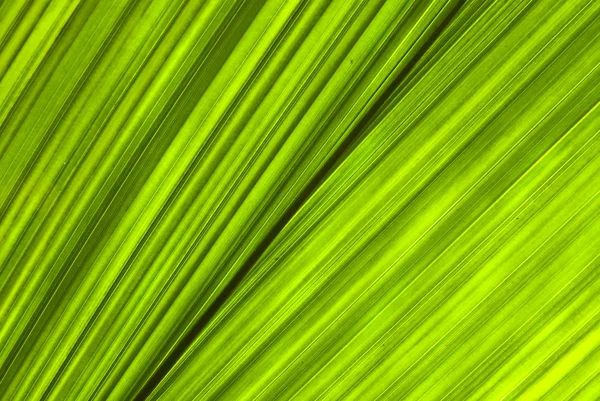 Hoja verde tropical - fondo abstracto —  Fotos de Stock