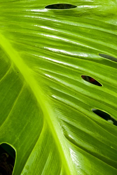 Тропический зеленый лист - абстрактный фон — стоковое фото