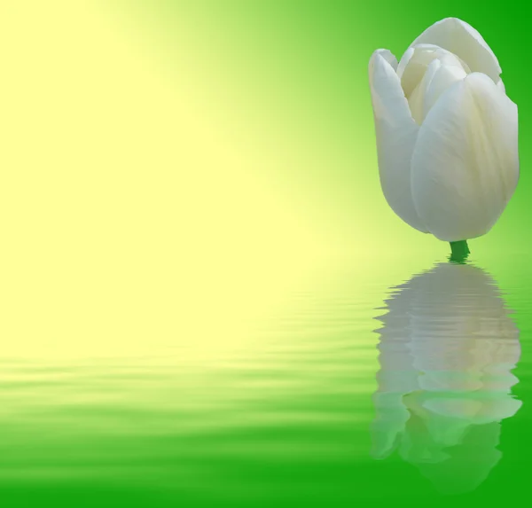 White tulip on green and yellow background with water vawes — Stock Photo, Image
