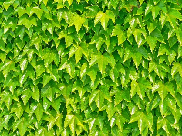 stock image Ivyberry - green wall background