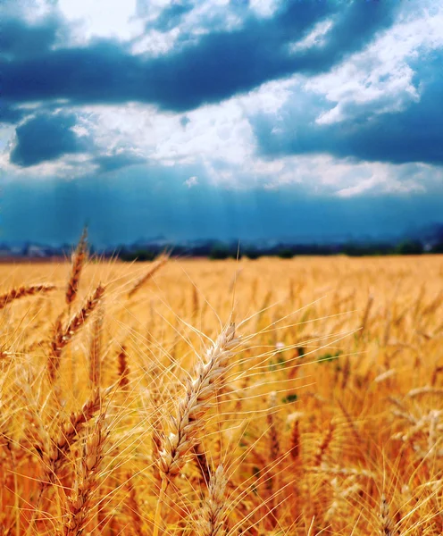 Trigo pronto para colheita crescendo em um campo de fazenda sob o céu azul — Fotografia de Stock