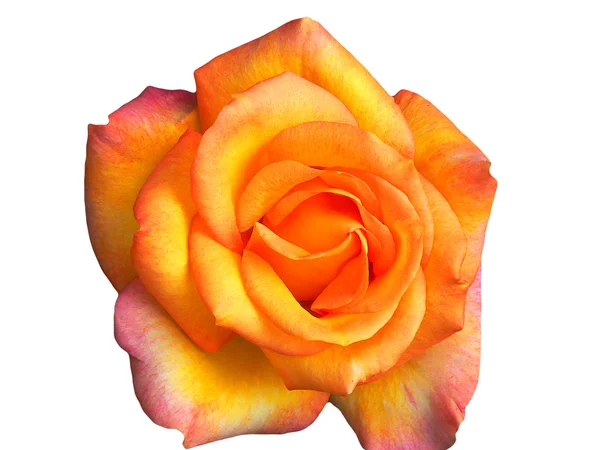 孤立美丽的玫瑰 — 图库照片