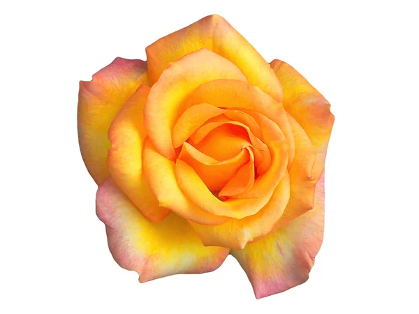 Geïsoleerde mooie roos — Stockfoto